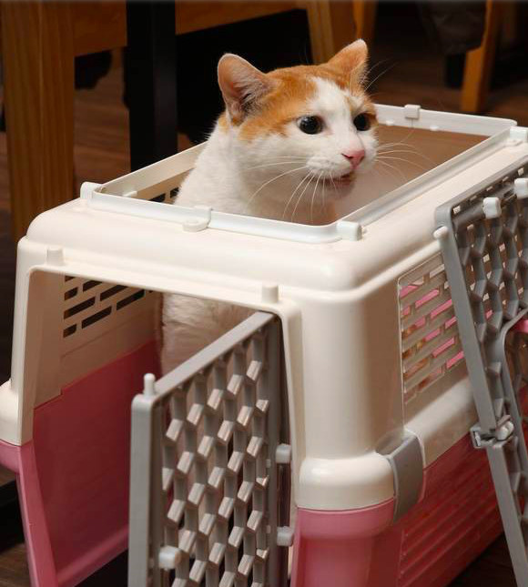 张信哲40载救援流浪猫,张信哲慈善捐款