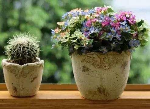 月季茉莉栀子花杀虫药,月季茉莉栀子花肥料