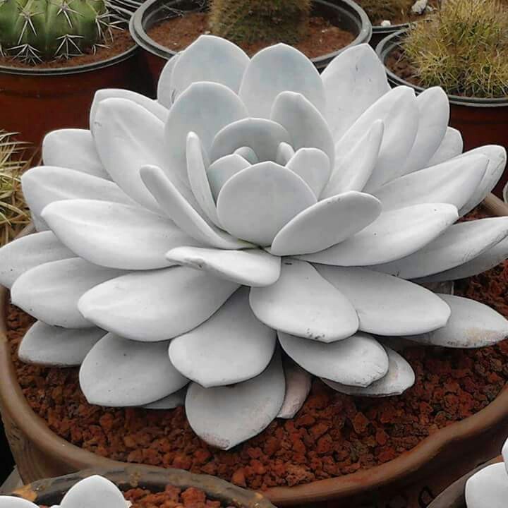 肉肉叶片上的黑点是什么,肉肉掉下的叶片怎么栽培