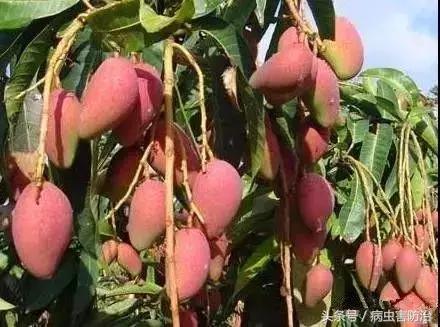 芒果保花保果用什么药,芒果保花保果什么时间打好