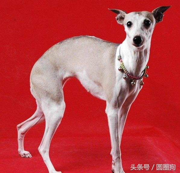 世界名犬比特,世界十大猛犬比特犬