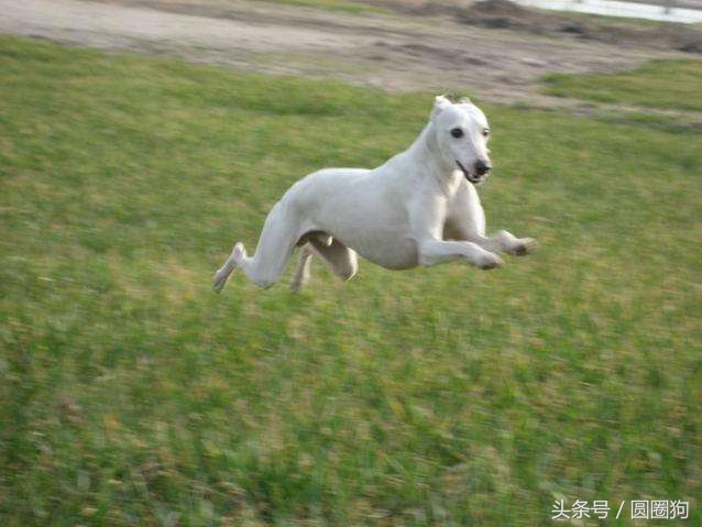 世界名犬比特,世界十大猛犬比特犬