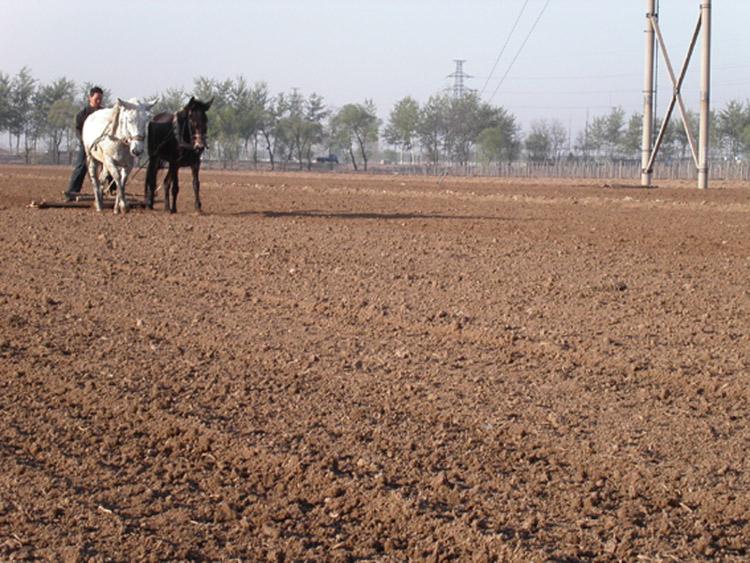 农村女儿出嫁了土地应该怎么办,媳妇孩子在村里没地怎么办
