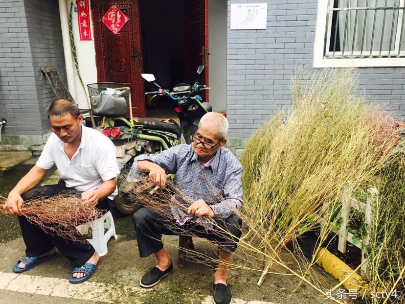 香丹清年轻的照片,四川省安岳县香丹清