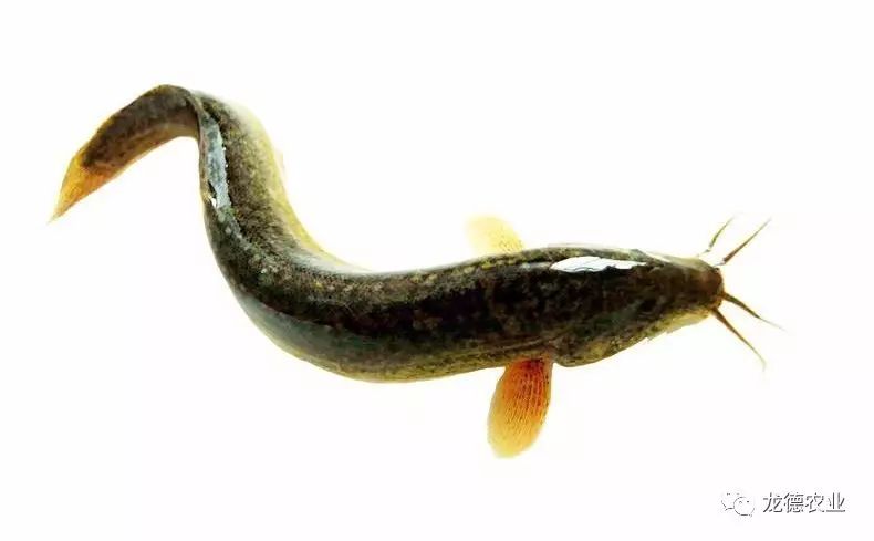 龙鱼吃的鱼叫什么,龙鱼吃个头差不多的鱼