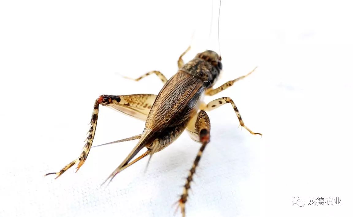 龙鱼吃的鱼叫什么,龙鱼吃个头差不多的鱼