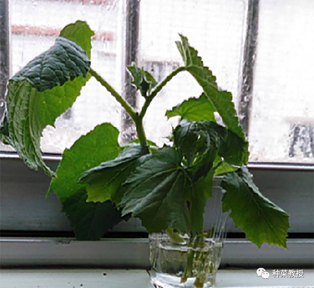 阳台种菜根部烂掉什么原因,阳台种菜黄瓜怎么种植