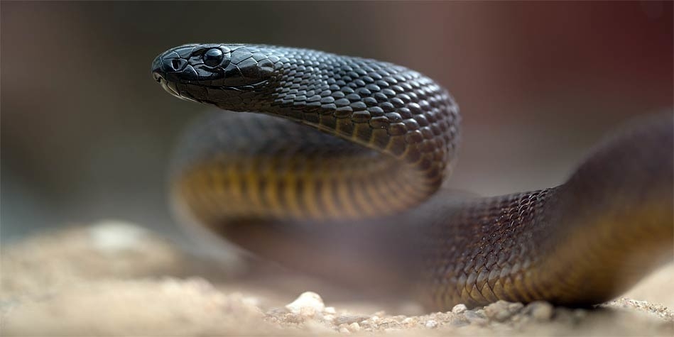 世界十大毒蛇之一的太攀蛇,在陆地毒蛇中毒性排名第三!