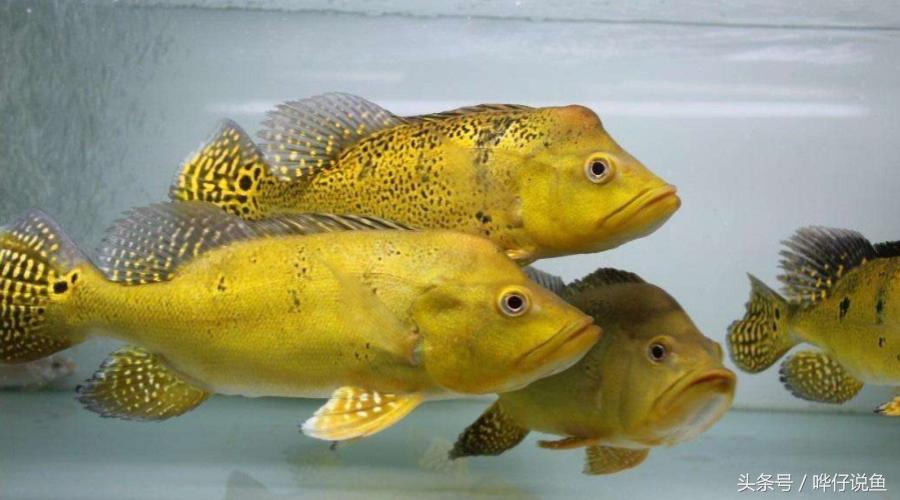 小鱼缸养3条龙鱼好吗,把各种各样的鱼给放到鱼缸里面