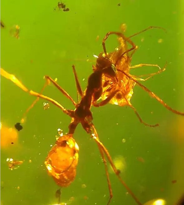 又一个30万的教训，一个小虫珀凭什么吓坏两个大男人？