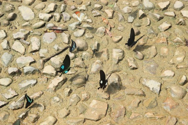 横县茉莉花之乡中华茉莉园,欢迎来到广西横县茉莉花之乡