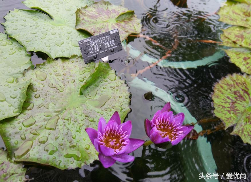 秋天的植物园,秋天的植物枫叶