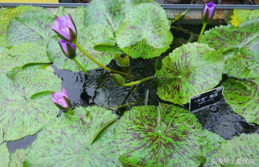 秋天的植物园,秋天的植物枫叶