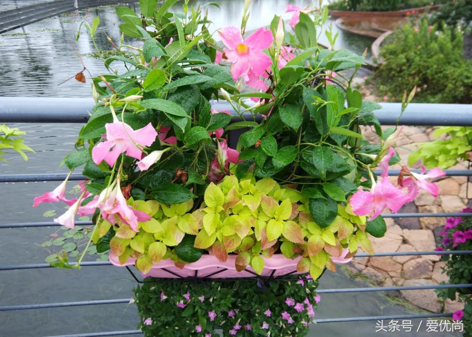 秋天的植物园,秋天的植物枫叶