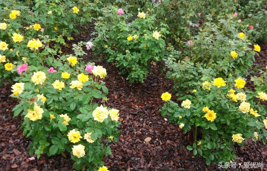 秋天的植物园,秋天的植物枫叶