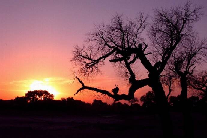 马致远写的天净沙秋思,马致远简介天净沙秋思