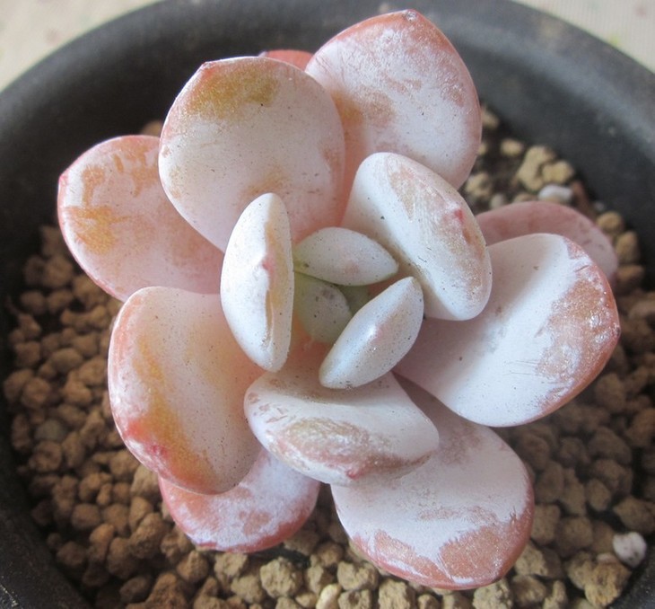 肉肉叶片上的黑点是什么,肉肉掉下的叶片怎么栽培