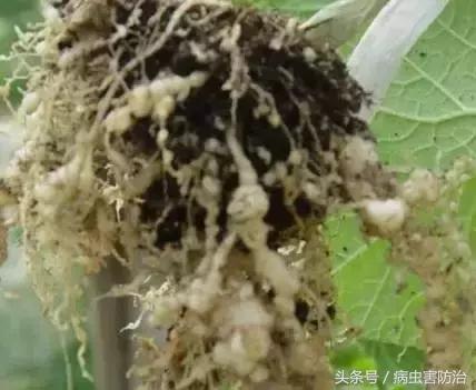 防治根结线虫最好的药,防治根结线虫病用什么农药