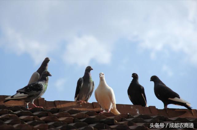 曾经“骑在我们头上拉屎”的鸽子们都飞哪里去了？