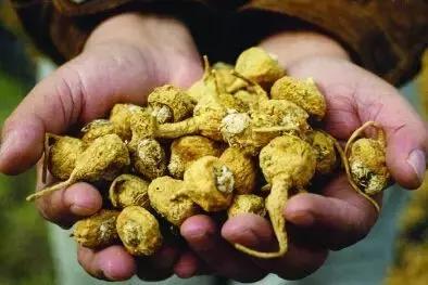 嚼口香糖能预防记忆力衰退吗,促进记忆口香糖