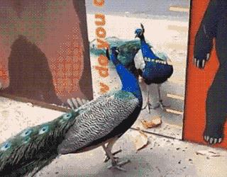 精选笑话:宝马里是她前男友,前男友降下车窗