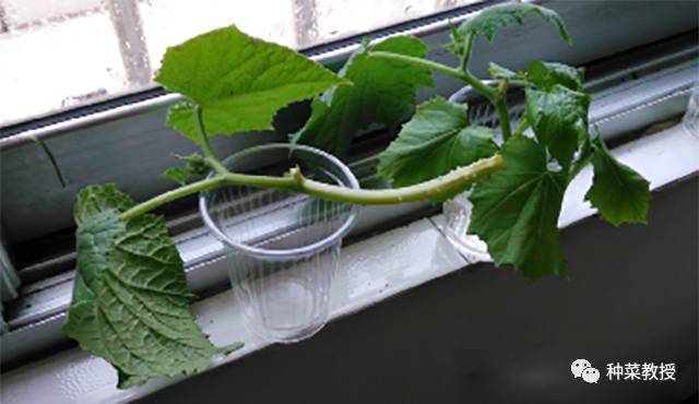 阳台种菜根部烂掉什么原因,阳台种菜黄瓜怎么种植