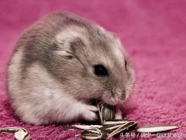 关于仓鼠的小知识,仓鼠小知识200条