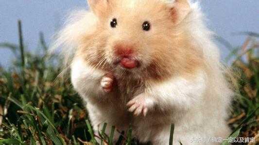 关于仓鼠的小知识,仓鼠小知识200条