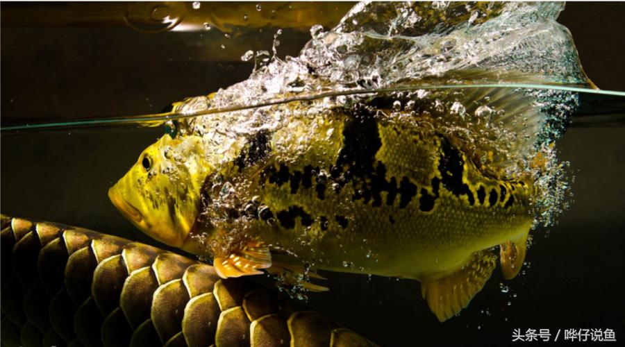 小鱼缸养3条龙鱼好吗,把各种各样的鱼给放到鱼缸里面