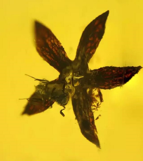 又一个30万的教训，一个小虫珀凭什么吓坏两个大男人？