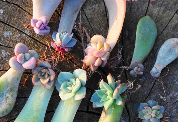 多肉叶插怎么提高存活率,多肉叶插怎么才存活率高