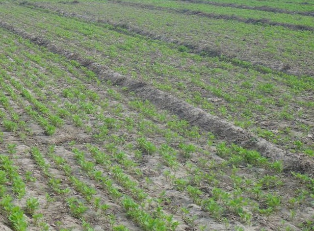 春牛膝的高产栽培技术,牛膝一亩地栽培多少棵