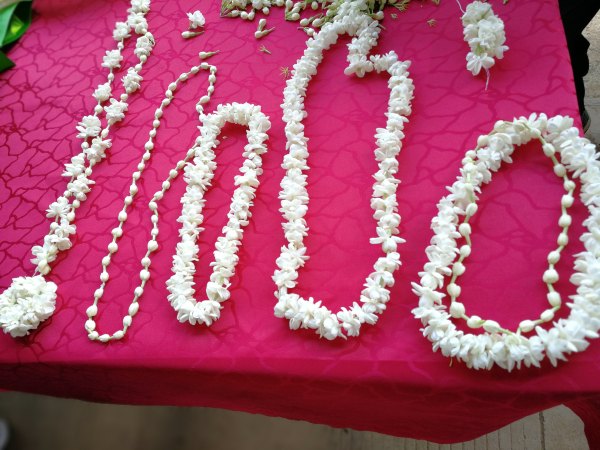 横县茉莉花之乡中华茉莉园,欢迎来到广西横县茉莉花之乡