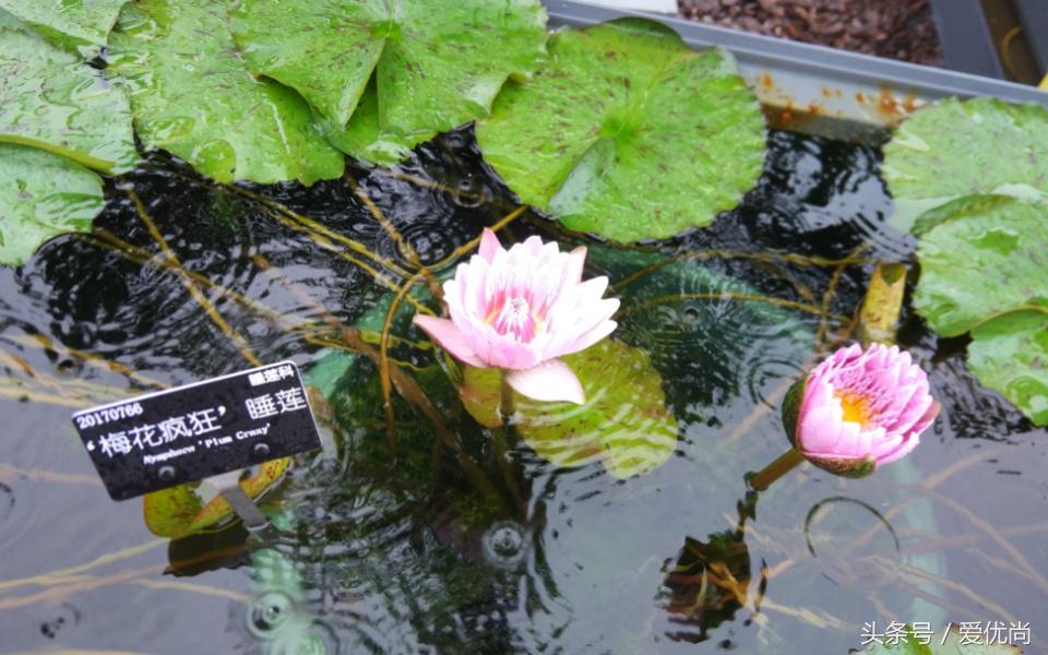 秋天的植物园,秋天的植物枫叶