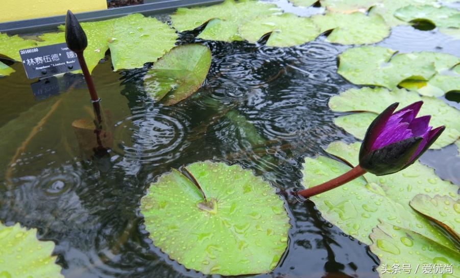秋天的植物园,秋天的植物枫叶