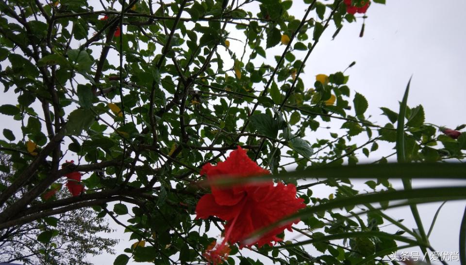 秋天的植物园,秋天的植物枫叶
