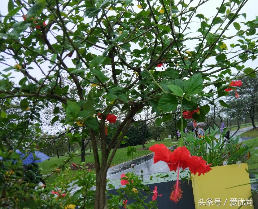 秋天的植物园,秋天的植物枫叶