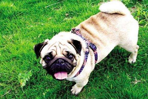 小丑巴哥犬,巴哥犬这么丑为什么有人养