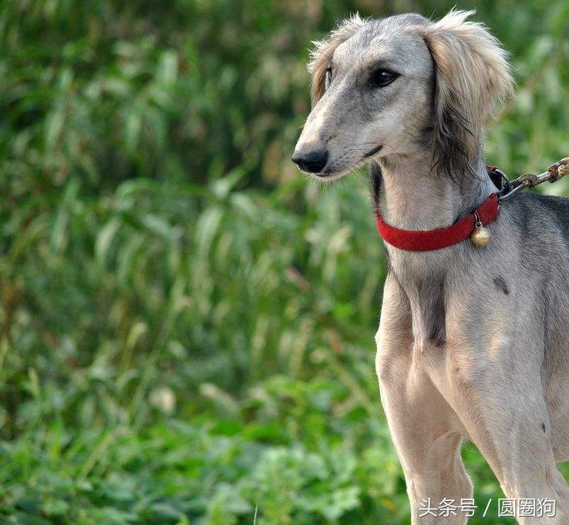 中国名犬细犬,中国十大顶级打猎名犬品种