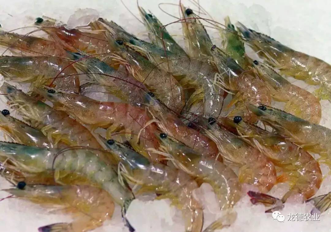 龙鱼吃的鱼叫什么,龙鱼吃个头差不多的鱼