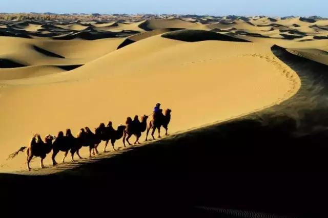 硬汉集结营救动物,硬汉军团