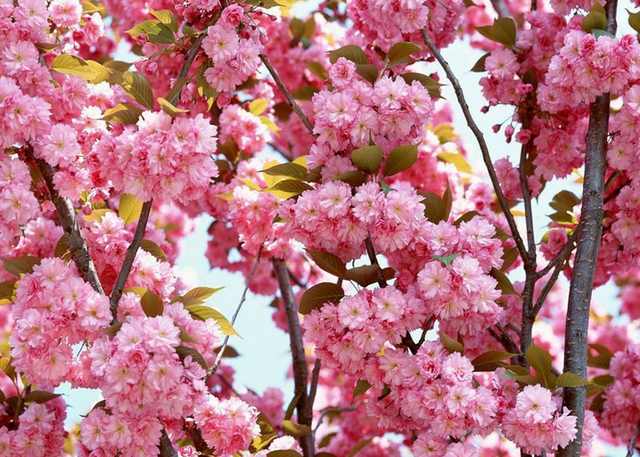 炒鸡蛋放什么炒最好吃,什么菜最适合炒鸡蛋