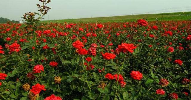 炒鸡蛋放什么炒最好吃,什么菜最适合炒鸡蛋