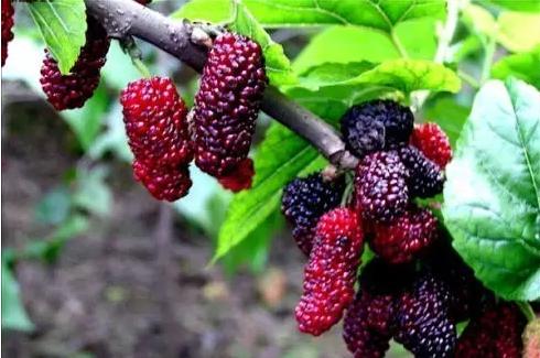 专治便秘的十种草药,便秘吃什么中草药通便快