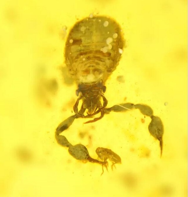 又一个30万的教训，一个小虫珀凭什么吓坏两个大男人？