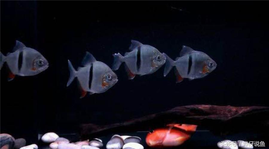 小鱼缸养3条龙鱼好吗,把各种各样的鱼给放到鱼缸里面