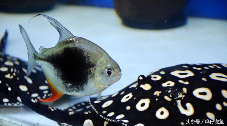 小鱼缸养3条龙鱼好吗,把各种各样的鱼给放到鱼缸里面