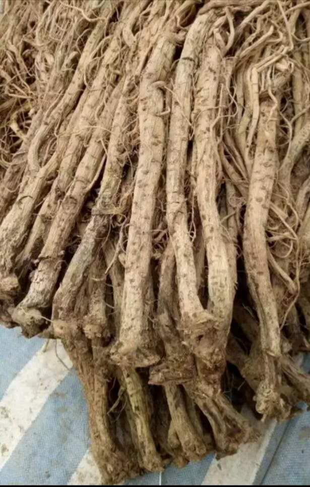 春牛膝的高产栽培技术,牛膝一亩地栽培多少棵