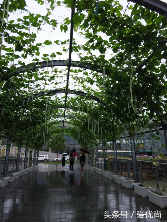 秋天的植物园,秋天的植物枫叶