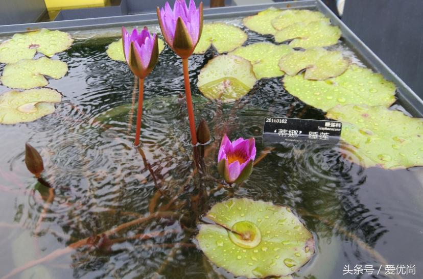 秋天的植物园,秋天的植物枫叶